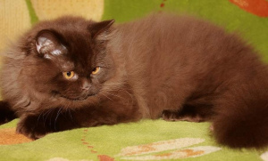 Photo №1. british longhair - for sale in the city of Минск | Negotiated | Announcement № 4659