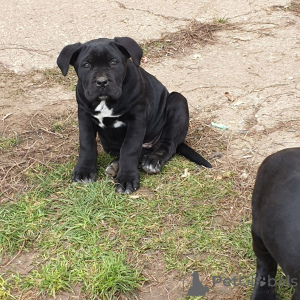 Photo №1. cane corso - for sale in the city of Гамбург | negotiated | Announcement № 144308