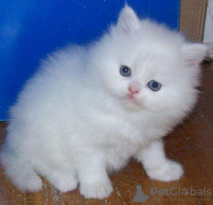 Photo №1. persian cat - for sale in the city of Москва | Is free | Announcement № 46194