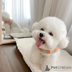 Photo №1. bichon frise - for sale in the city of Stockholm | negotiated | Announcement № 77499