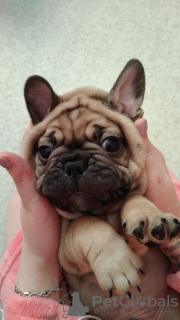 Photo №3. french bulldog waiting for parents. Germany