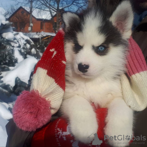 Photo №1. siberian husky - for sale in the city of Москва | 2016$ | Announcement № 9372