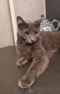 Photo №3. Dyma, Russian blue in good hands.. Russian Federation