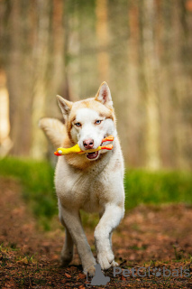 Additional photos: Handsome husky Hart is in good hands