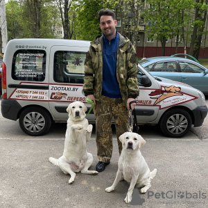 Photo №1. Services for the delivery and transportation of cats and dogs in the city of Minsk. Announcement № 9411