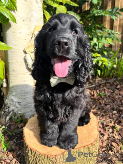 Photo №3. Adorables chiots Cocker Spaniel anglais cherchent une famille aimante. France