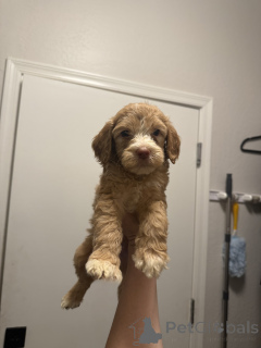 Photo №2 to announcement № 175702 for the sale of karelian laika - buy in Germany private announcement