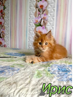 Photo №4. I will sell maine coon in the city of St. Petersburg. private announcement, from nursery, breeder - price - 467$