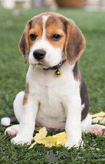 Photo №2 to announcement № 165261 for the sale of beagle - buy in Belgium private announcement, breeder