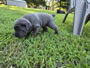 Photo №4. I will sell cane corso in the city of Aalborg. private announcement, breeder - price - 1$