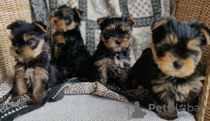 Photo №1. yorkshire terrier - for sale in the city of Göttingen | 402$ | Announcement № 107191