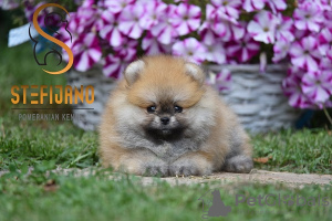 Photo №1. pomeranian - for sale in the city of Loznica | Is free | Announcement № 99356