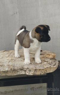 Additional photos: American Akita puppies