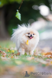 Photo №2 to announcement № 121651 for the sale of pomeranian - buy in Belarus breeder