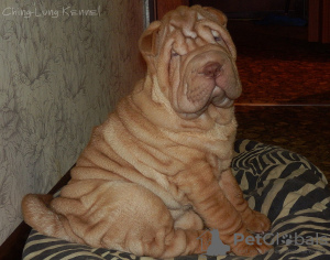 Photo №2 to announcement № 8364 for the sale of shar pei - buy in Russian Federation from nursery