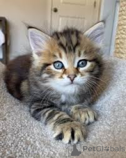 Photo №2 to announcement № 163796 for the sale of norwegian forest cat - buy in Austria private announcement, breeder