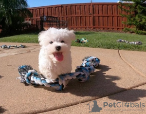 Photo №2 to announcement № 107581 for the sale of maltese dog - buy in Italy private announcement