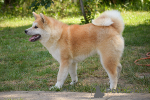 Photo №1. akita - for sale in the city of Khmelnitsky | 546$ | Announcement № 7419