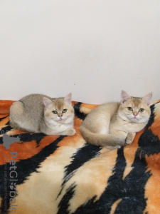 Photo №1. scottish fold - for sale in the city of Измир | negotiated | Announcement № 30229