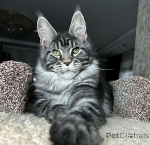 Photo №2 to announcement № 163721 for the sale of maine coon - buy in Germany breeder