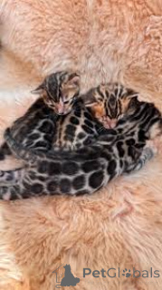 Photo №1. bengal cat - for sale in the city of Vienna | 599$ | Announcement № 163798