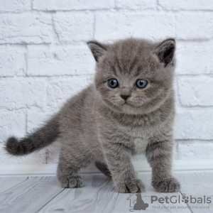 Photo №3. British Shorthair kittens for sale. Germany