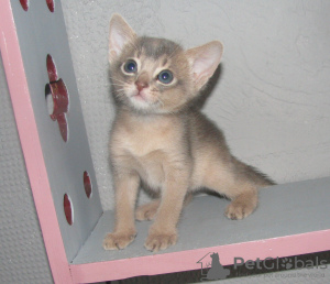 Photo №2 to announcement № 18058 for the sale of abyssinian cat - buy in Belarus from nursery