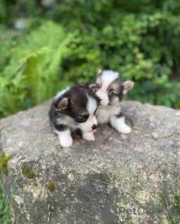 Additional photos: Welsh Corgi Pembroke