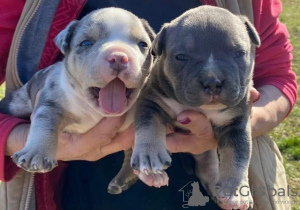 Photo №3. American Bully Pocket Tricolor Merle puppies. Serbia