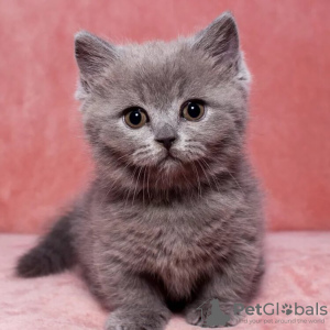 Photo №3. Katherine Murphy Munchkin kittens. United Kingdom