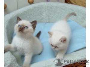 Photo №1. ragdoll - for sale in the city of Dubai | Is free | Announcement № 17430