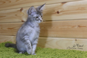 Photo №3. Maine Coon kitten girl. Belarus