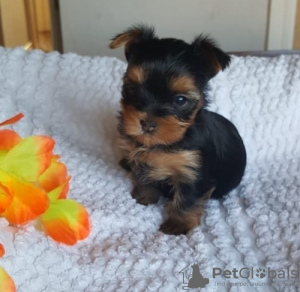 Photo №1. yorkshire terrier - for sale in the city of Vienna | negotiated | Announcement № 82071