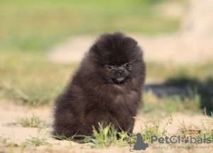 Photo №1. pomeranian - for sale in the city of Warsaw | 845$ | Announcement № 73033