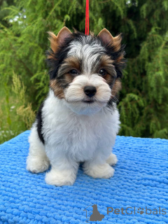 Photo №3. Beaver Terrier. Belarus