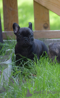 Photo №1. french bulldog - for sale in the city of Brzeg | 2366$ | Announcement № 12113