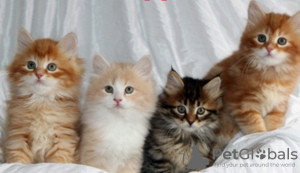 Photo №1. siberian cat - for sale in the city of Амстердам | 264$ | Announcement № 121807