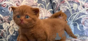 Photo №2 to announcement № 175998 for the sale of british shorthair - buy in Germany 