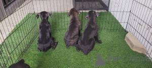 Photo №4. I will sell cane corso in the city of Al Ain. private announcement - price - negotiated