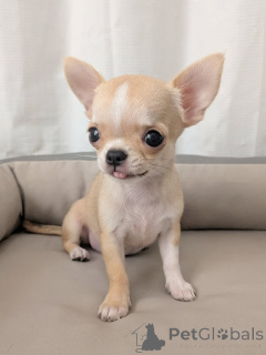 Photo №3. Chihuahua Available for Adoption contact whatsapp business 447450021323. Finland
