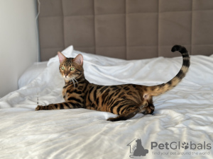 Additional photos: Gorgeous Bengal boy for breeding