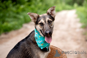 Photo №1. non-pedigree dogs - for sale in the city of Moscow river | Is free | Announcement № 145662