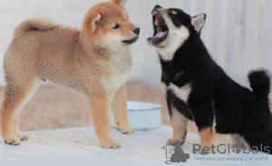 Photo №1. shiba inu - for sale in the city of Berlin | 370$ | Announcement № 116807