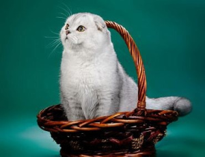 Photo №4. I will sell scottish fold in the city of Vladimir. from nursery - price - Negotiated