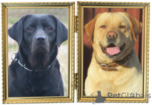 Additional photos: Gorgeous Labradors