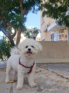 Photo №2 to announcement № 173320 for the sale of bichon frise - buy in Poland private announcement