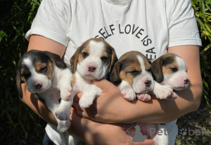 Photo №1. beagle - for sale in the city of Tiraspol | negotiated | Announcement № 124815