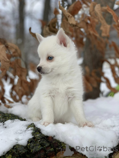 Photo №1. алан - for sale in the city of Olen | 526$ | Announcement № 172217