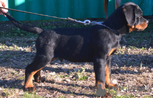 Photo №4. I will sell rottweiler in the city of Werbass.  - price - negotiated