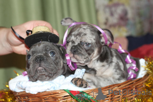 Photo №2 to announcement № 8488 for the sale of french bulldog - buy in Ukraine breeder